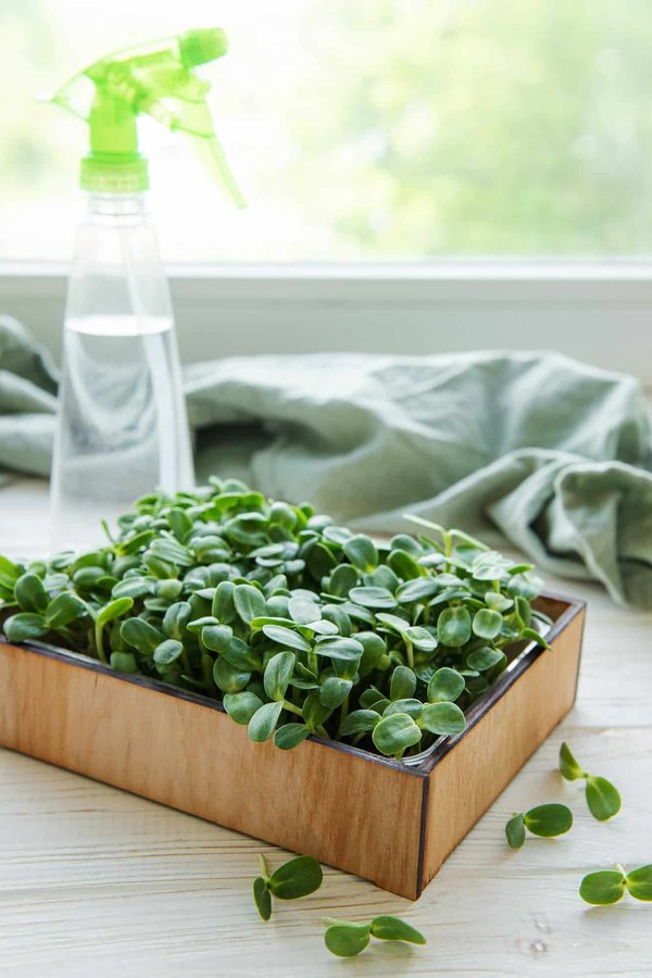 The magic of microgreens: adding nutrients to your meals